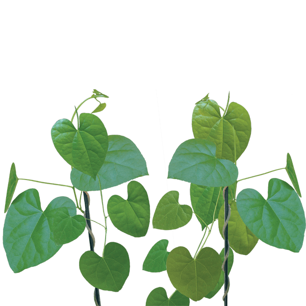 Giloy herb background pattern - immunity boosting Ayurvedic herb