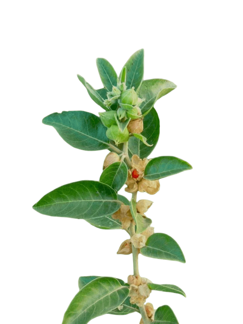 Ashwagandha